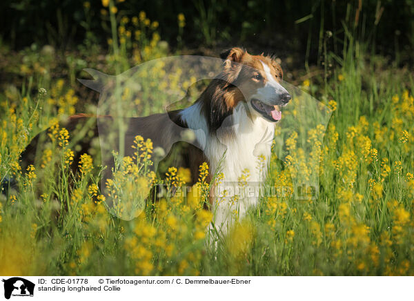 stehender Langhaarcollie / standing longhaired Collie / CDE-01778