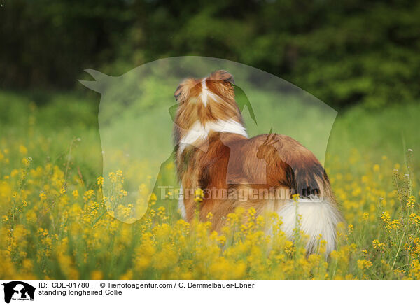 stehender Langhaarcollie / standing longhaired Collie / CDE-01780