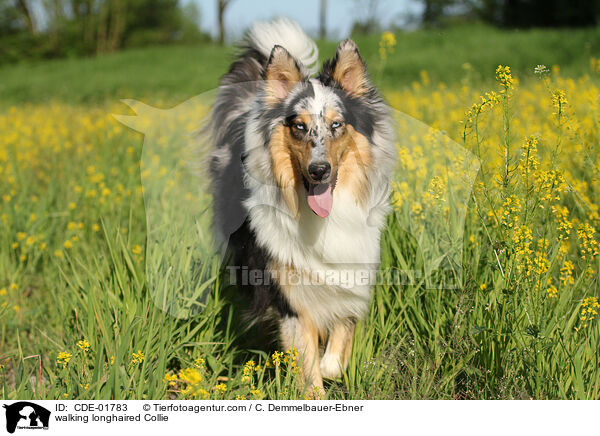 laufender Langhaarcollie / walking longhaired Collie / CDE-01783