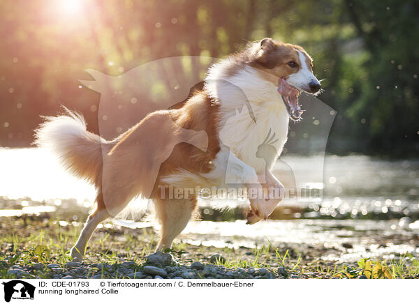 running longhaired Collie / CDE-01793