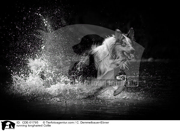 rennender Langhaarcollie / running longhaired Collie / CDE-01795