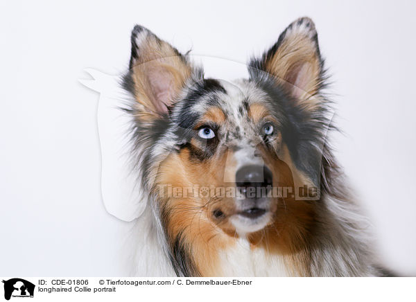 Langhaarcollie Portrait / longhaired Collie portrait / CDE-01806