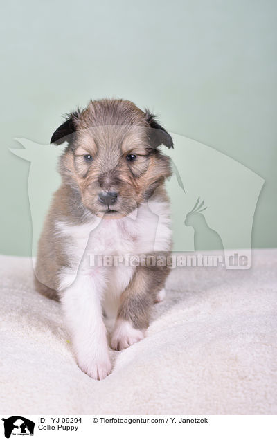 Collie Welpe / Collie Puppy / YJ-09294