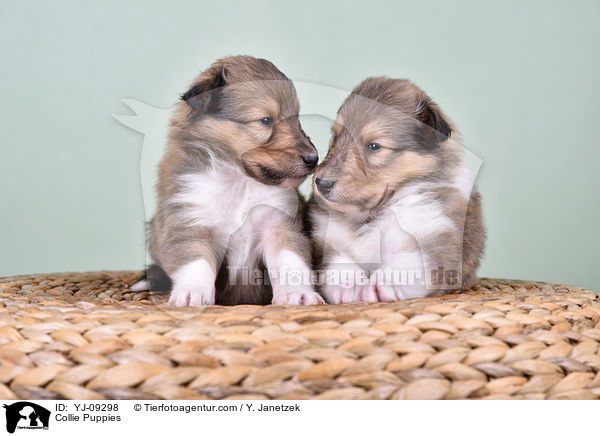 Collie Welpen / Collie Puppies / YJ-09298