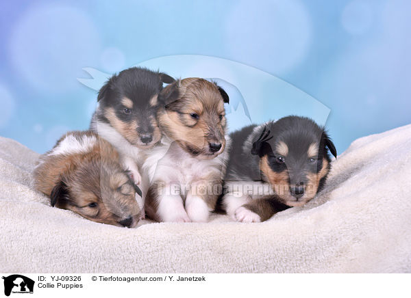 Collie Welpen / Collie Puppies / YJ-09326