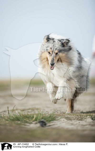 rennender Langhaarcollie / running longhaired Collie / AP-13462