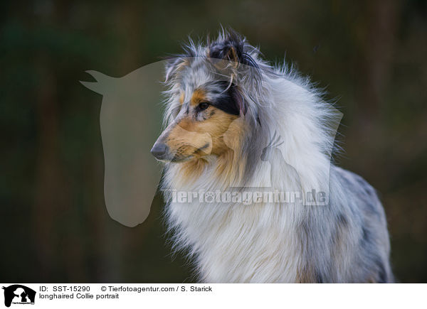 Langhaarcollie Portrait / longhaired Collie portrait / SST-15290