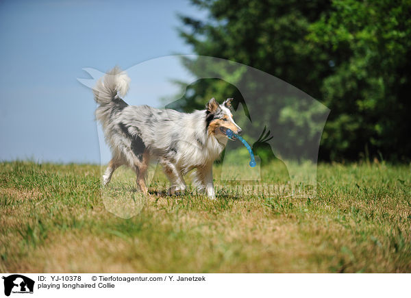 spielender Langhaarcollie / playing longhaired Collie / YJ-10378