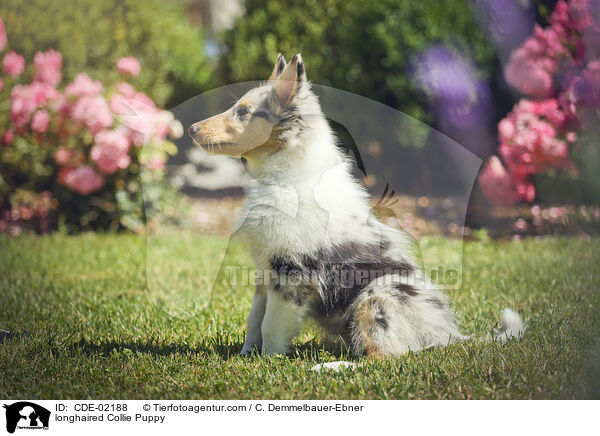 Langhaarcollie Welpe / longhaired Collie Puppy / CDE-02188
