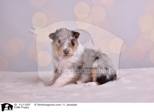 Collie Welpe / Collie Puppy / YJ-11207
