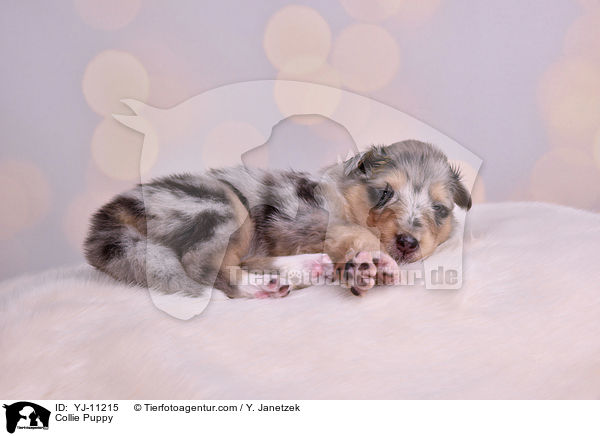 Collie Welpe / Collie Puppy / YJ-11215