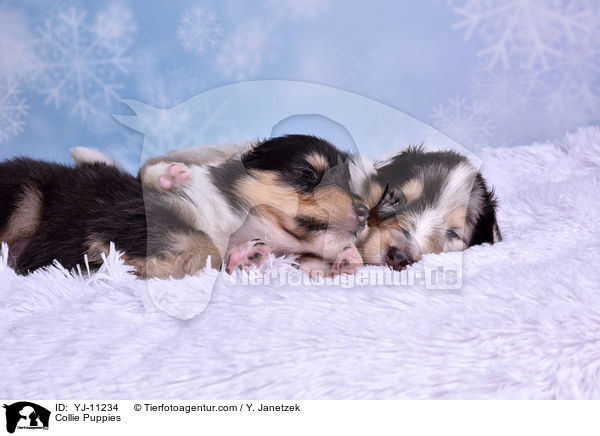 Collie Welpen / Collie Puppies / YJ-11234
