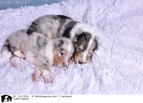 Collie Welpen / Collie Puppies / YJ-11239