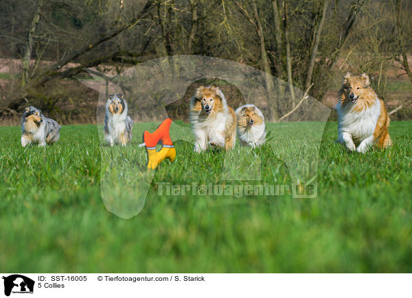 5 Collies / 5 Collies / SST-16005