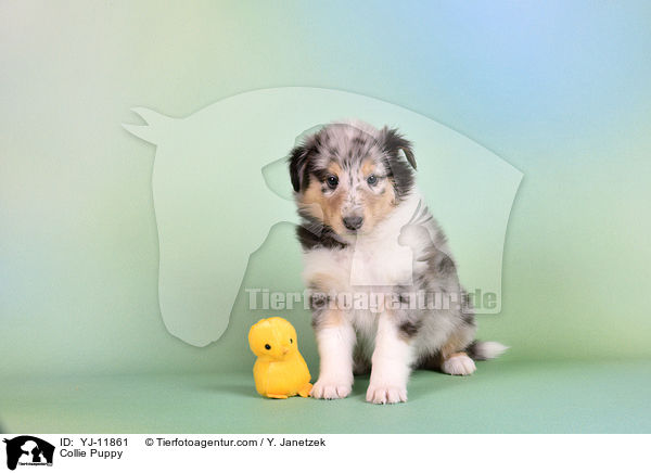 Collie Welpe / Collie Puppy / YJ-11861