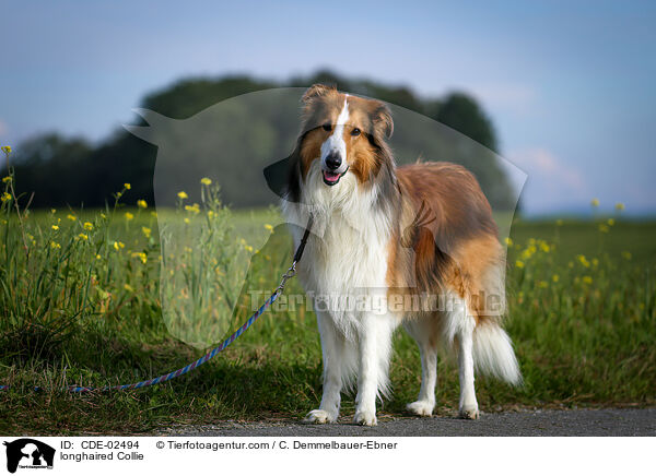 Langhaarcollie / longhaired Collie / CDE-02494