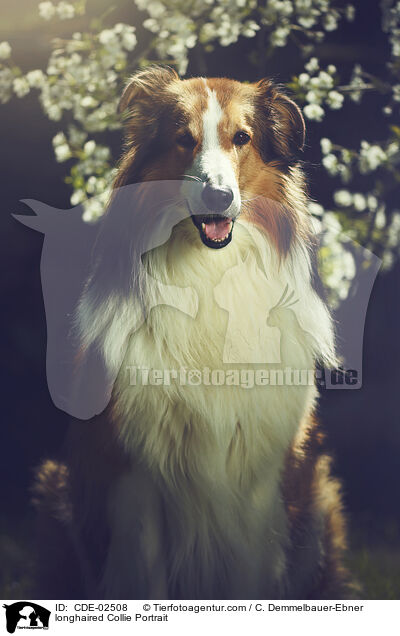 Langhaarcollie Portrait / longhaired Collie Portrait / CDE-02508