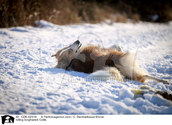 Langhaarcollie wlzt sich / rolling longhaired Collie / CDE-02518