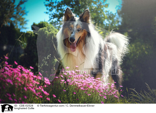 Langhaarcollie / longhaired Collie / CDE-02528
