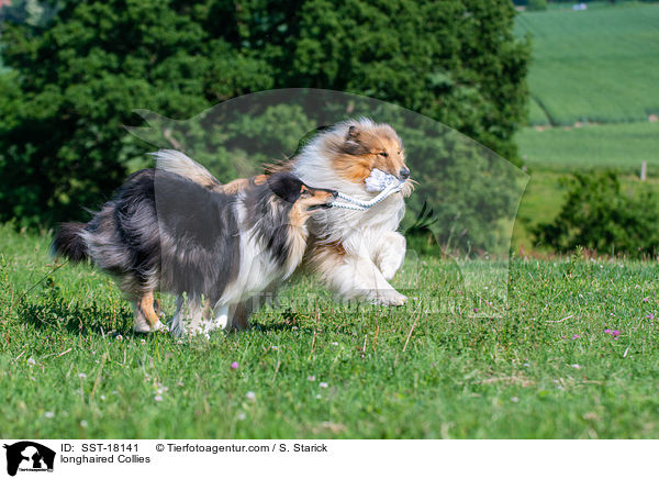 Langhaarcollies / longhaired Collies / SST-18141