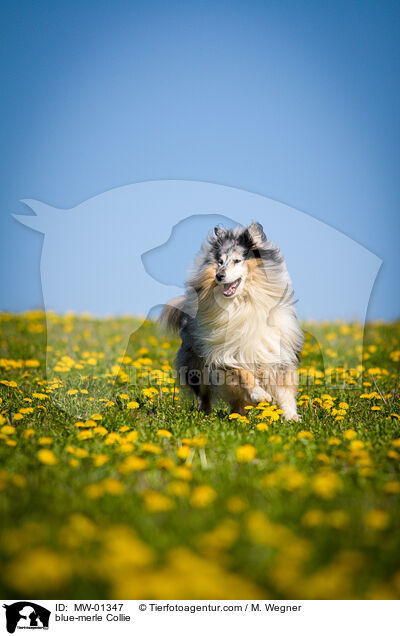 blue-merle Collie / blue-merle Collie / MW-01347