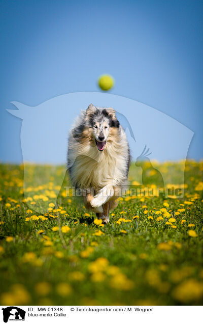 blue-merle Collie / blue-merle Collie / MW-01348