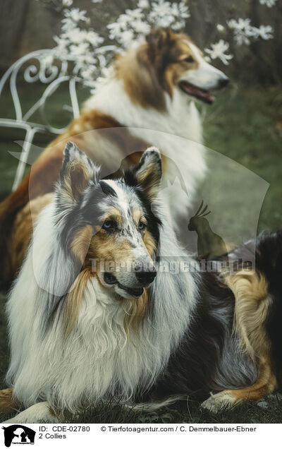 2 Collies / 2 Collies / CDE-02780