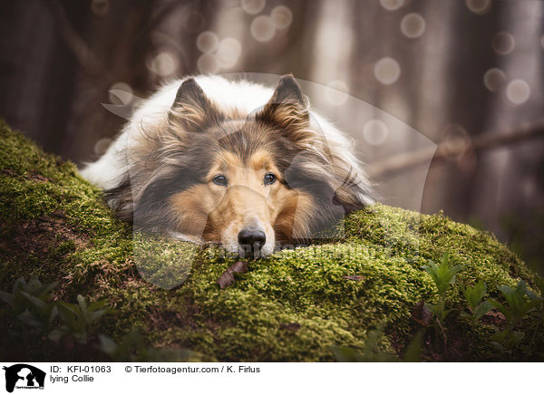 liegender Collie / lying Collie / KFI-01063