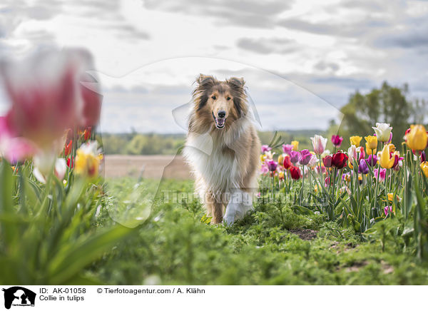 Collie in tulips / AK-01058