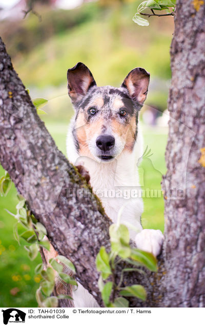 shorthaired Collie / TAH-01039