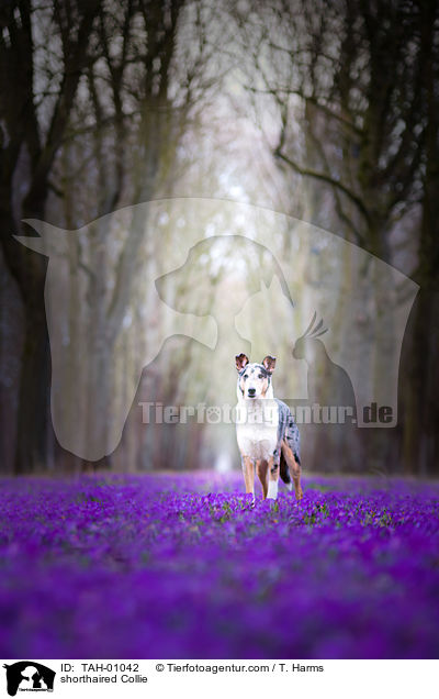 Kurzhaarcollie / shorthaired Collie / TAH-01042