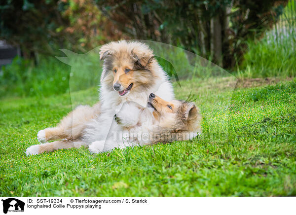 Langhaarcollie Welpen spielend / longhaired Collie Puppys playing / SST-19334