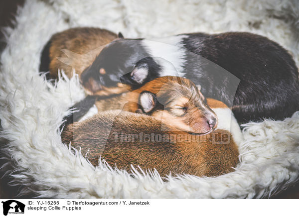 Schlafende Collie Welpen / sleeping Collie Puppies / YJ-15255