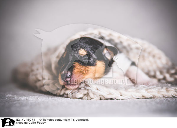 schlafender Collie Welpe / sleeping Collie Puppy / YJ-15271