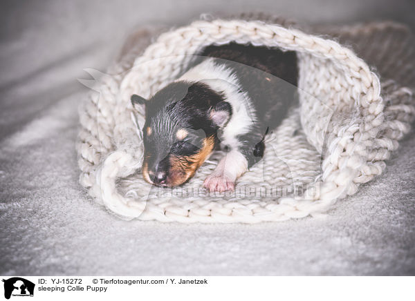 schlafender Collie Welpe / sleeping Collie Puppy / YJ-15272