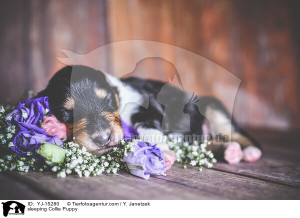 schlafender Collie Welpe / sleeping Collie Puppy / YJ-15280