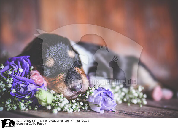 schlafender Collie Welpe / sleeping Collie Puppy / YJ-15281