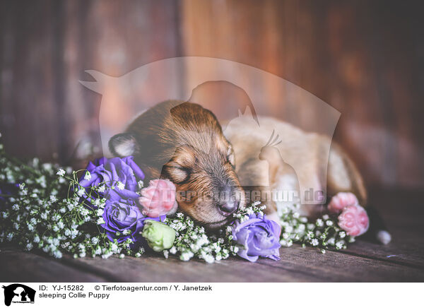 schlafender Collie Welpe / sleeping Collie Puppy / YJ-15282