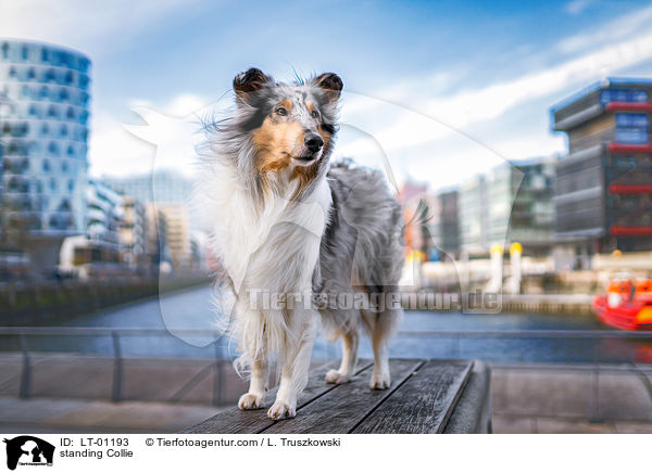 stehender Collie / standing Collie / LT-01193