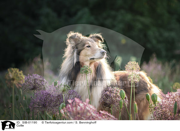 Collie / Collie / SIB-01190