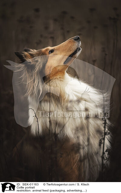 Collie Portrait / Collie portrait / SEK-01163