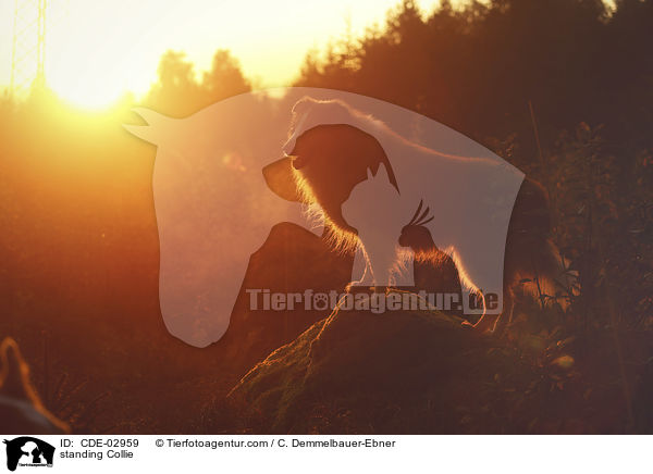 stehender Collie / standing Collie / CDE-02959