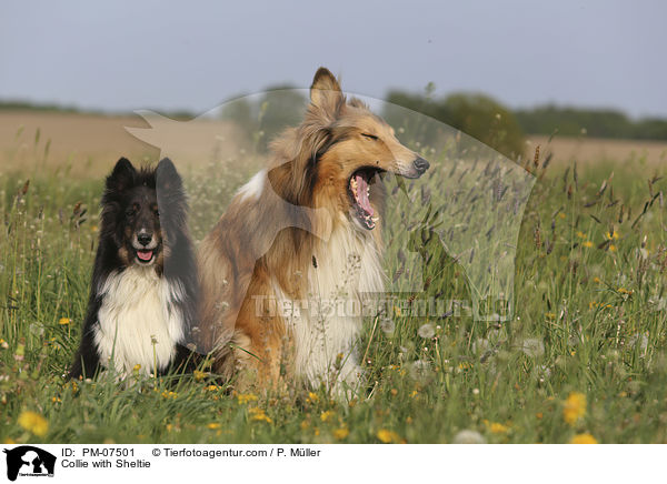 Collie mit Sheltie / Collie with Sheltie / PM-07501