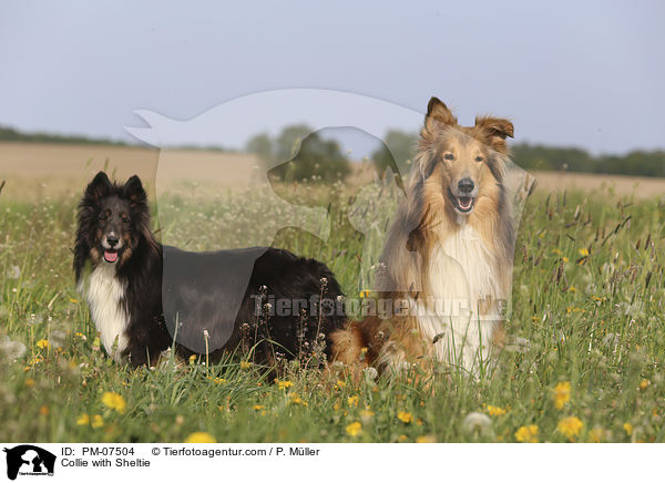 Collie mit Sheltie / Collie with Sheltie / PM-07504