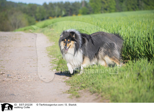 laufender Collie / walking Collie / SST-20226