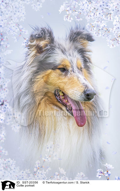 Collie Portrait / Collie portrait / SST-20356
