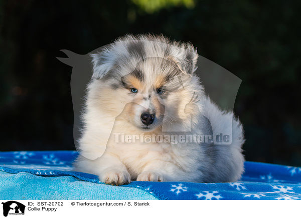 Collie Welpe / Collie Puppy / SST-20702