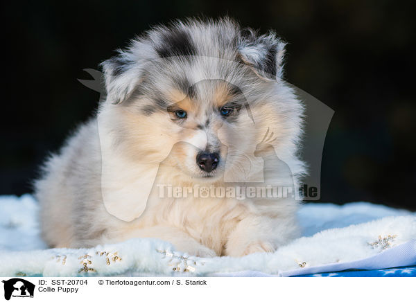 Collie Welpe / Collie Puppy / SST-20704