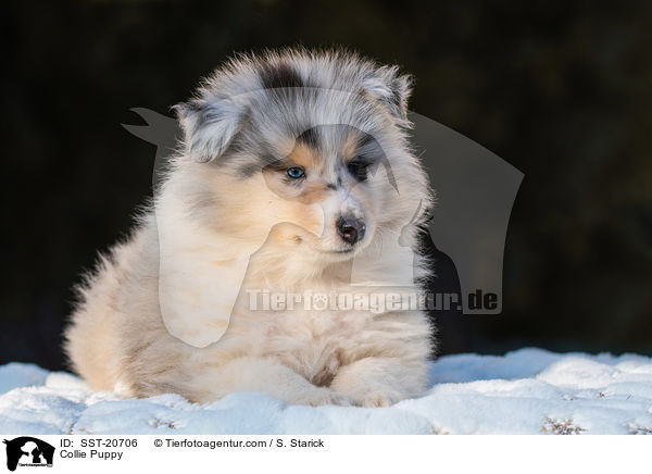 Collie Welpe / Collie Puppy / SST-20706