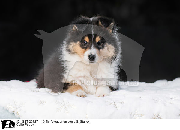 Collie Welpe / Collie Puppy / SST-20727